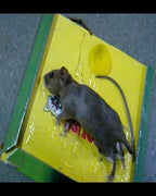 Reusable Expert Catch Mouse &amp; Rat Glue Catch Trap