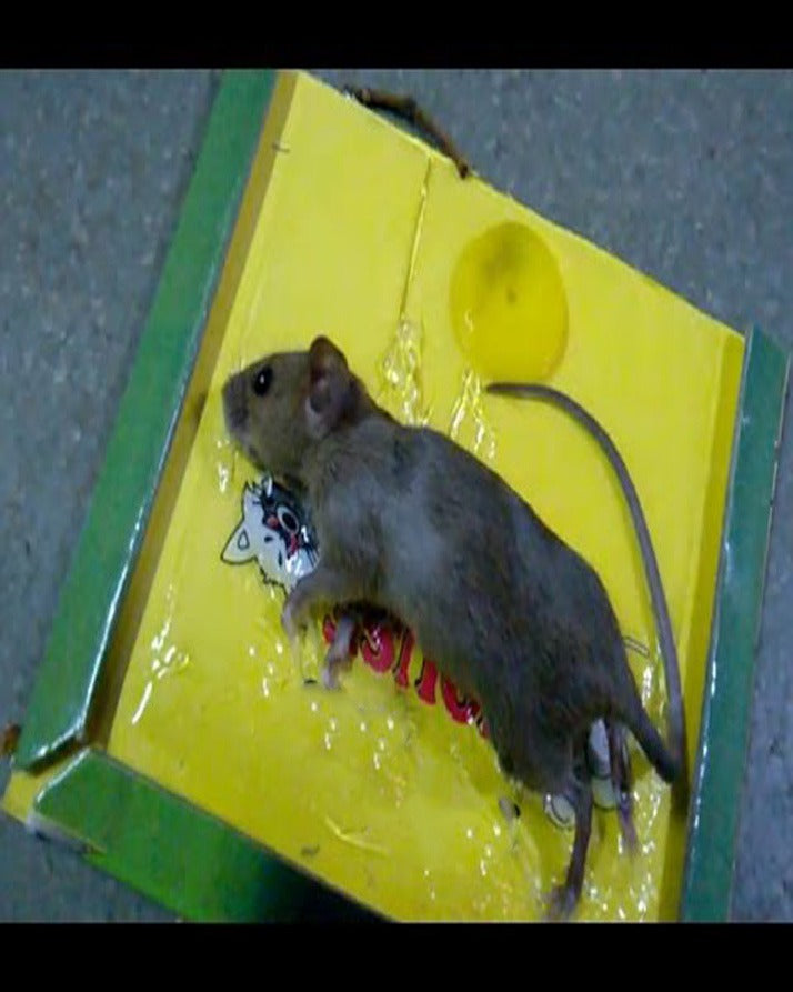 Reusable Expert Catch Mouse &amp; Rat Glue Catch Trap